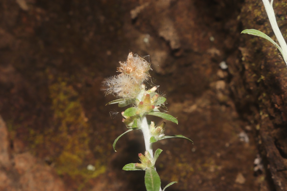Gamochaeta pensylvanica (Willd.) Cabrera